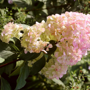 Hortenzia metlinatá (Hydrangea paniculata) ´MAGICAL SWEET SUMMER®´ - výška 30-40 cm, kont. C3L